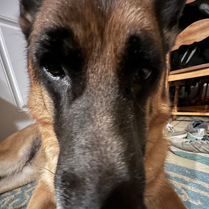 Meet your Posher, Dylan hovey